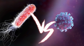 Бактерии и вирусы: как поражают клетки организма, в чем разница и когда  нужны антибиотики | Salt